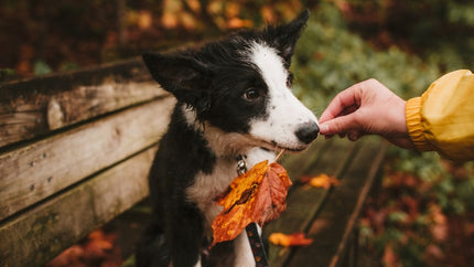 Fall Activities for You and Your Pup!
