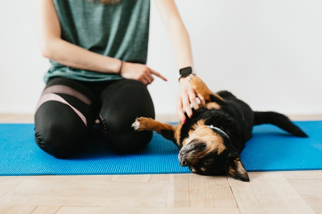 Four Helpful Puppy Training YouTube Channels