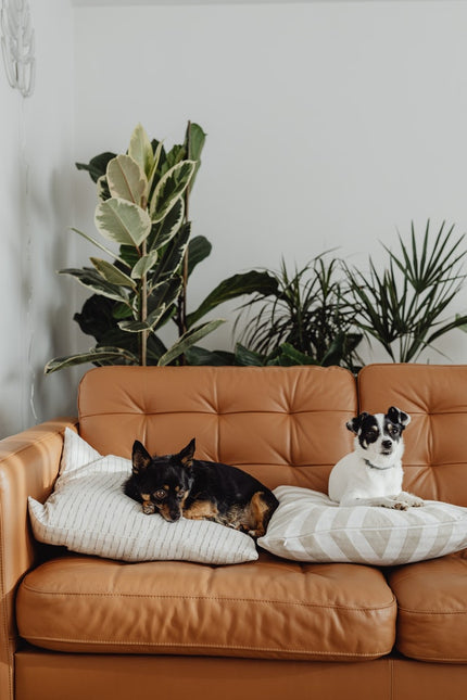 Five Pet-Safe Plants