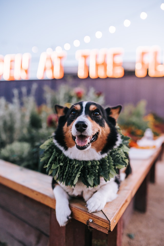 Puppy Patio Etiquette