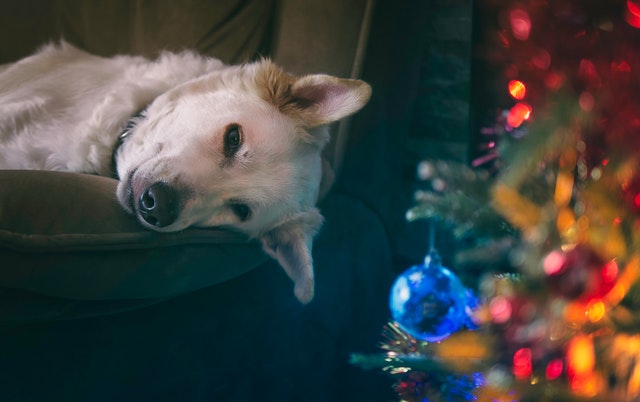 Pet-Safe Holiday Decorations