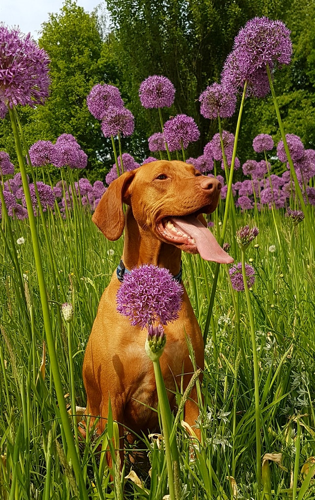 Safe May Flowers for Your Dog