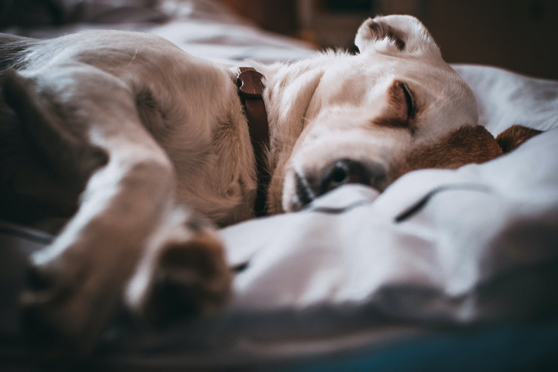 Five of the Best Calming Beds for Your Pup