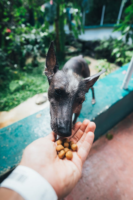 Five Best Dog Foods of 2022