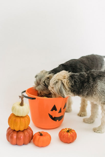 Fall Snacks For Your Puppy