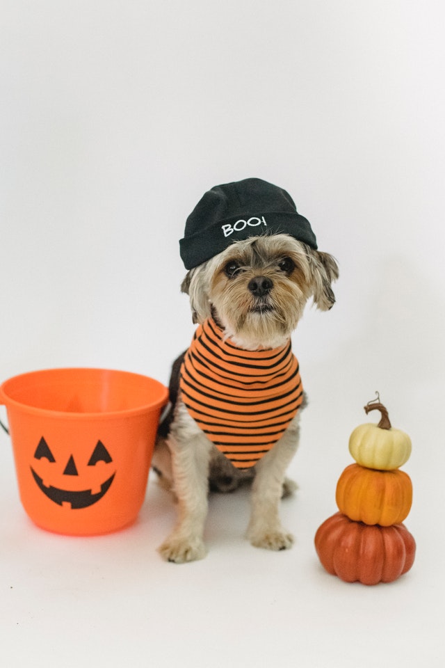 Top Dog Halloween Costumes Through the Years