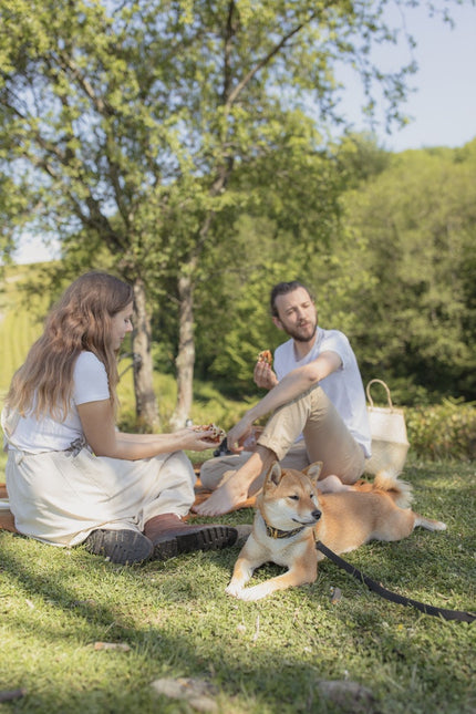 Dog-Friendly Date Ideas