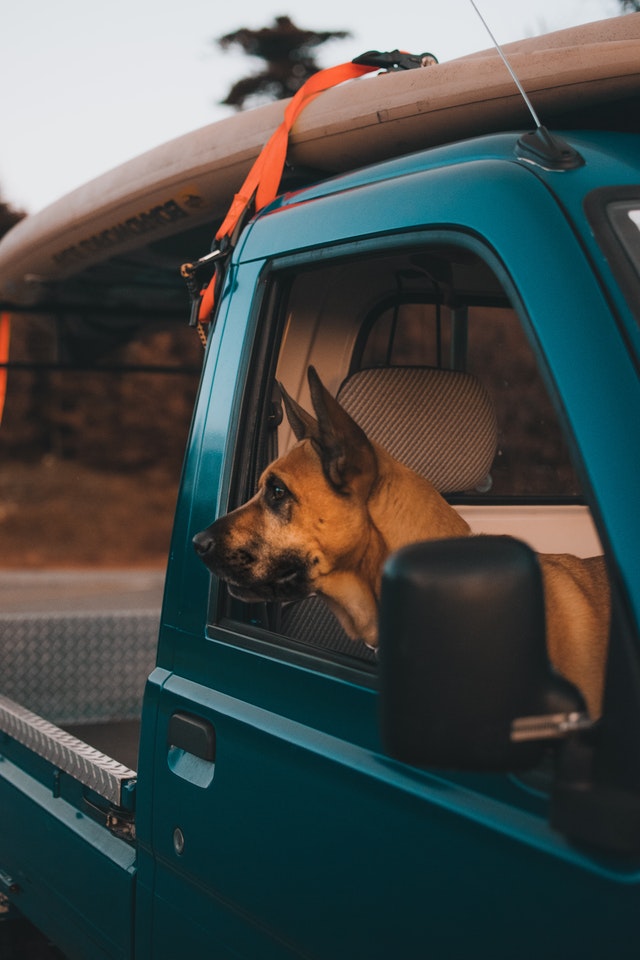 Spring Break Road Trips with Your Pup