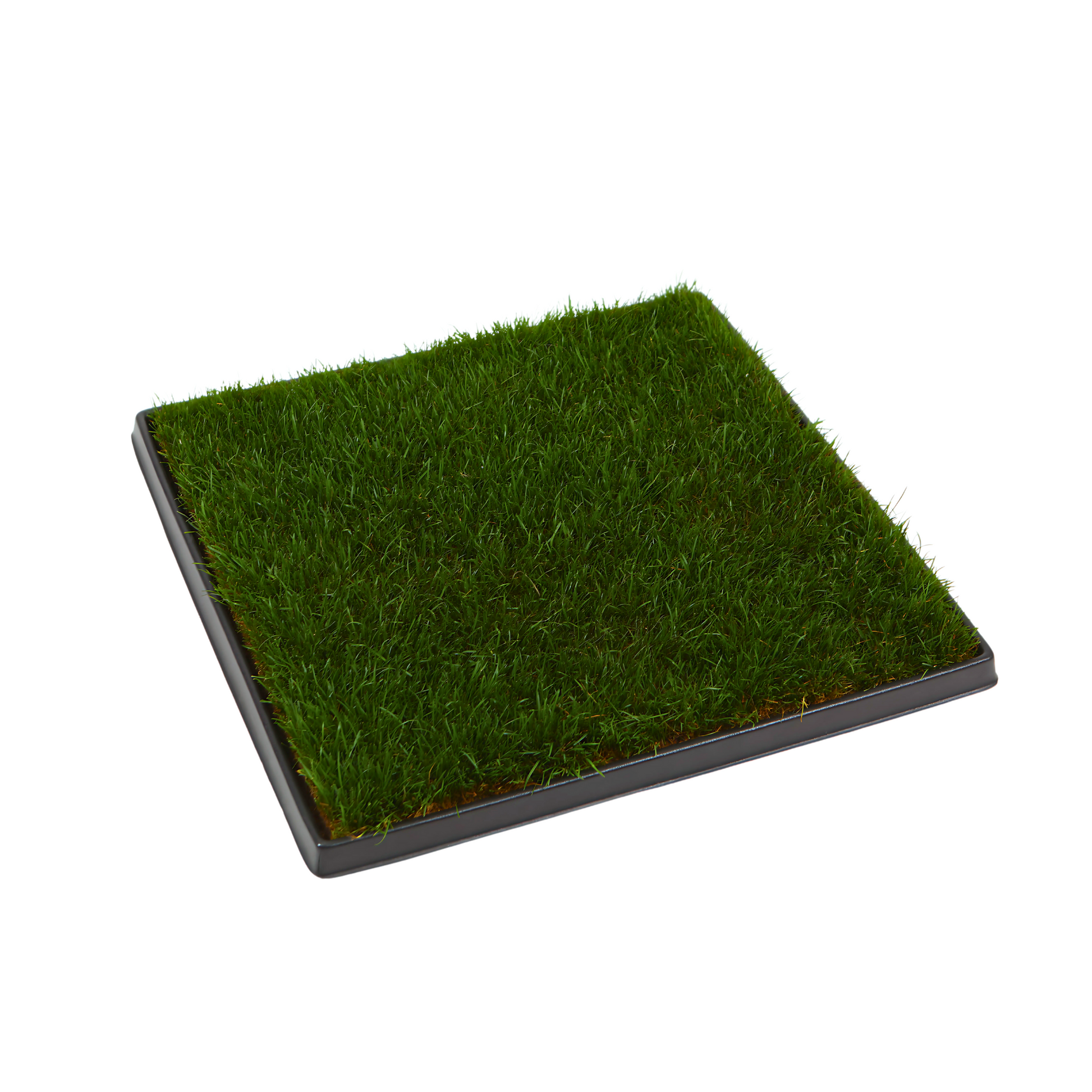 Patch of grass on a black tray on a white background