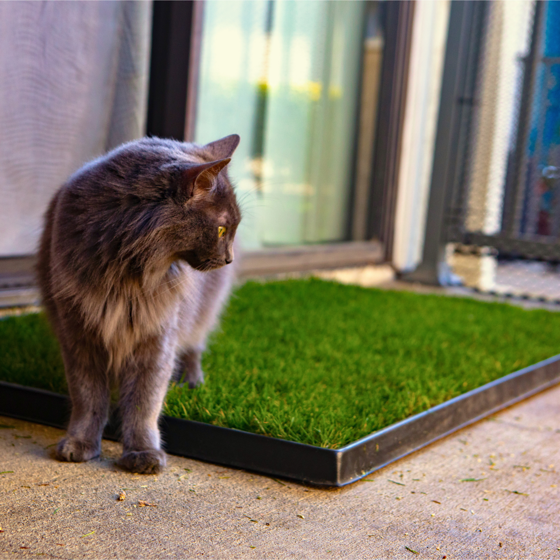 Cat standing on a patch of grass on a black tray in front of a glass door.