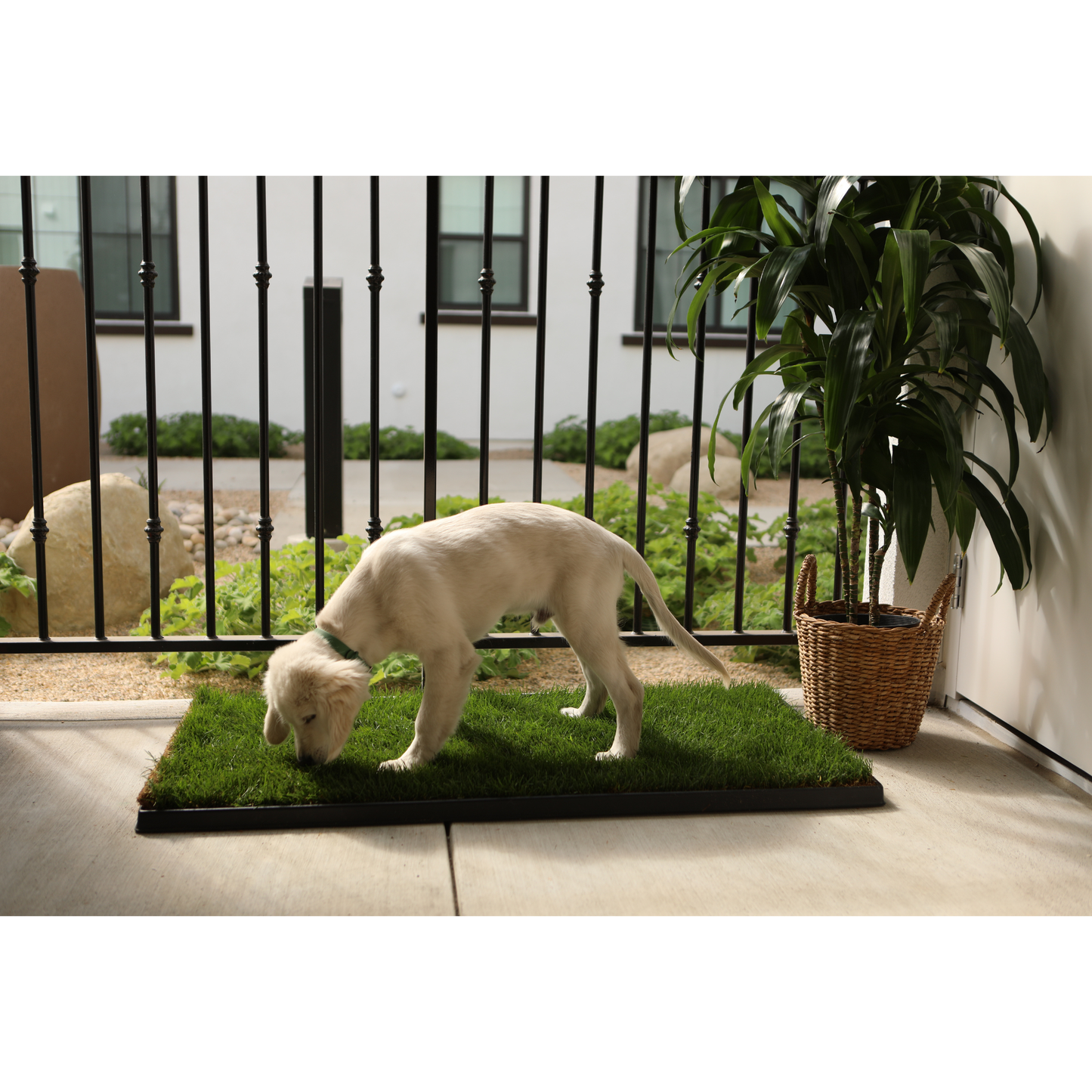 Dog on a real grass mat with a garden view in the background