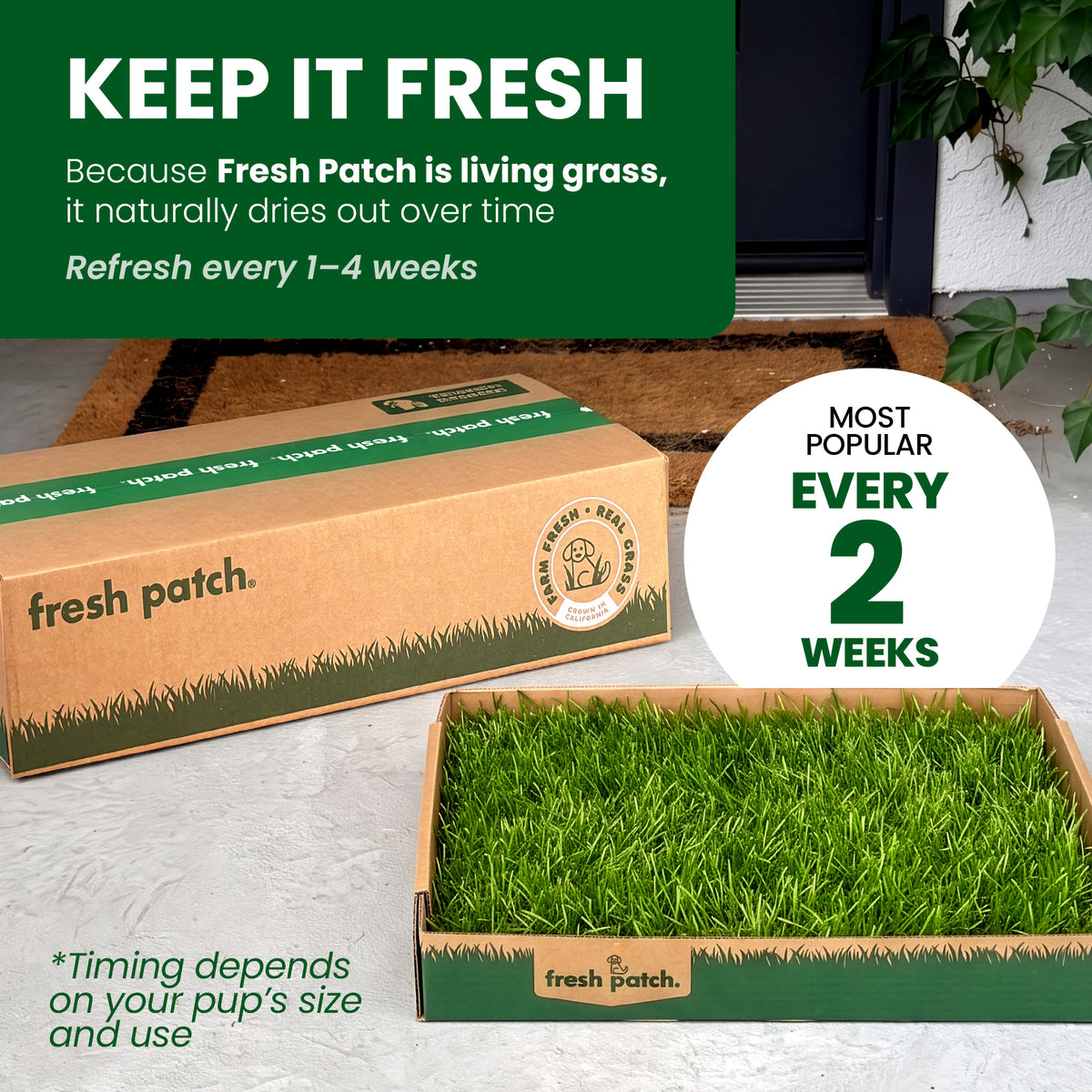 A Fresh Patch shipping box and an open tray of fresh grass sitting on a front doorstep. Text reads: Keep it fresh. Because Fresh Patch is living grass, it naturally dries out over time. Refresh every 1 to 4 weeks. Most popular: every 2 weeks. Timing depends on your pup's size and use.