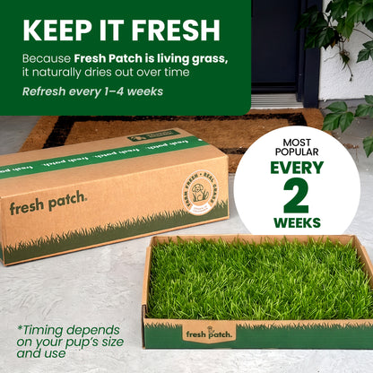 A Fresh Patch shipping box and an open tray of fresh grass sitting on a front doorstep. Text reads: Keep it fresh. Because Fresh Patch is living grass, it naturally dries out over time. Refresh every 1 to 4 weeks. Most popular: every 2 weeks. Timing depends on your pup's size and use.