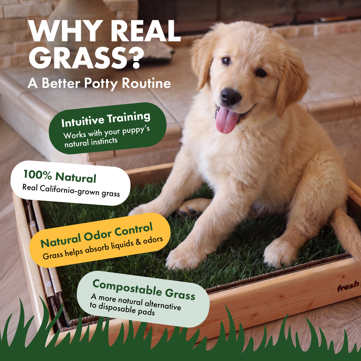 A golden retriever puppy sitting on a Fresh Patch grass tray in a wooden frame. Text reads: Why real grass? A better potty routine. Intuitive training: works with your puppy's natural instincts. 100 percent natural: real California-grown grass. Natural odor control: grass helps absorb liquids and odors. Compostable grass: a more natural alternative to disposable pads.