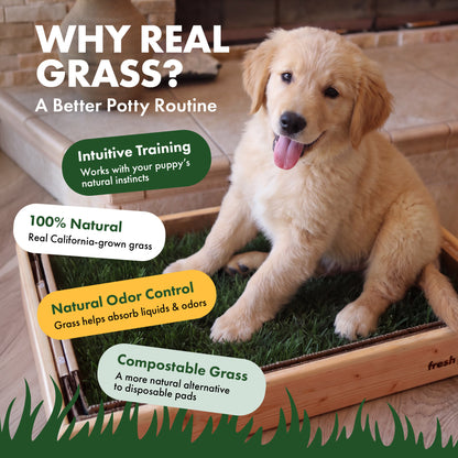 A golden retriever puppy sitting on a Fresh Patch grass tray in a wooden frame. Text reads: Why real grass? A better potty routine. Intuitive training: works with your puppy's natural instincts. 100 percent natural: real California-grown grass. Natural odor control: grass helps absorb liquids and odors. Compostable grass: a more natural alternative to disposable pads.