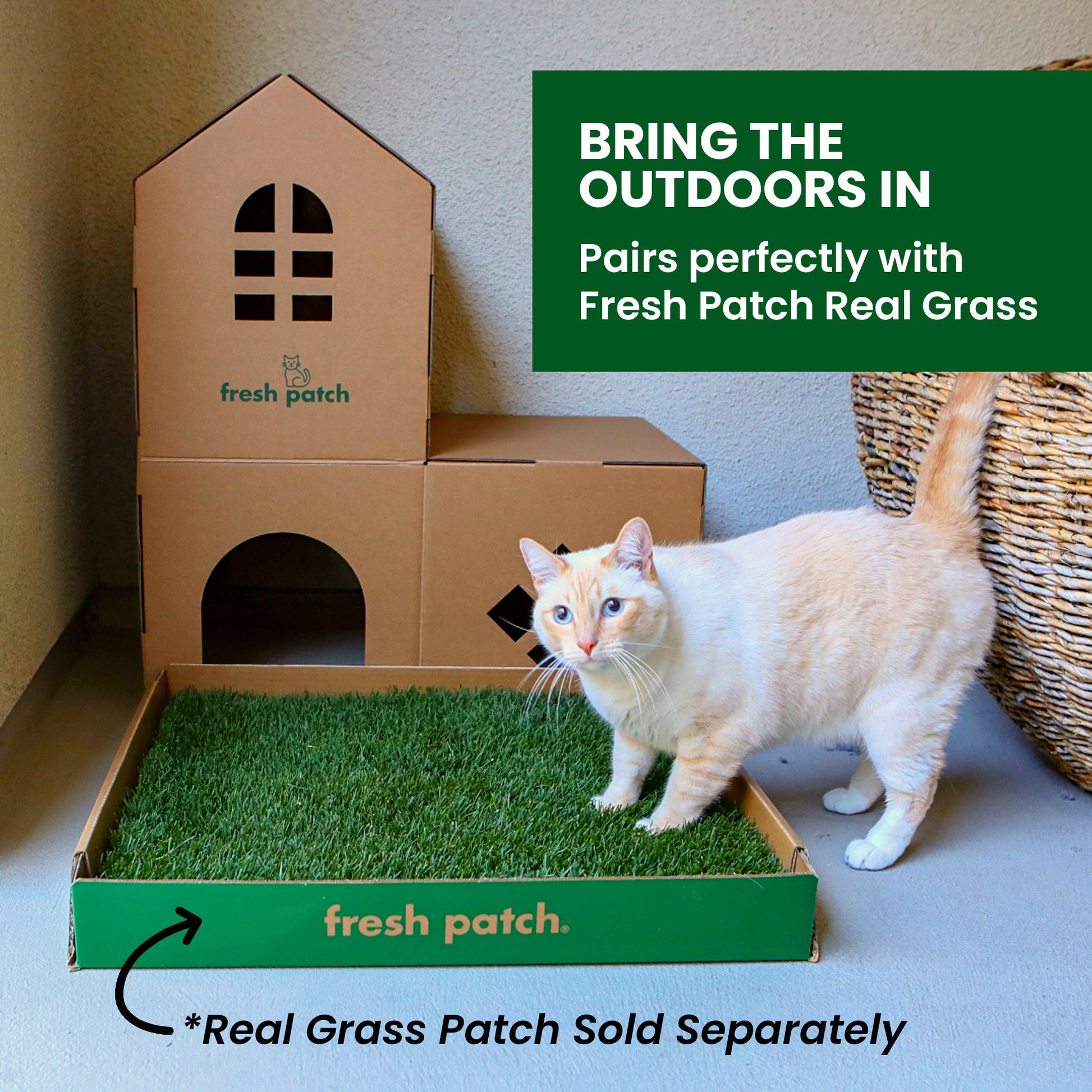 Cat standing on a Fresh Patch real grass patch with a cardboard house and basket in the background.