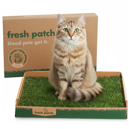 Cat sitting on a fresh patch product with packaging in the background