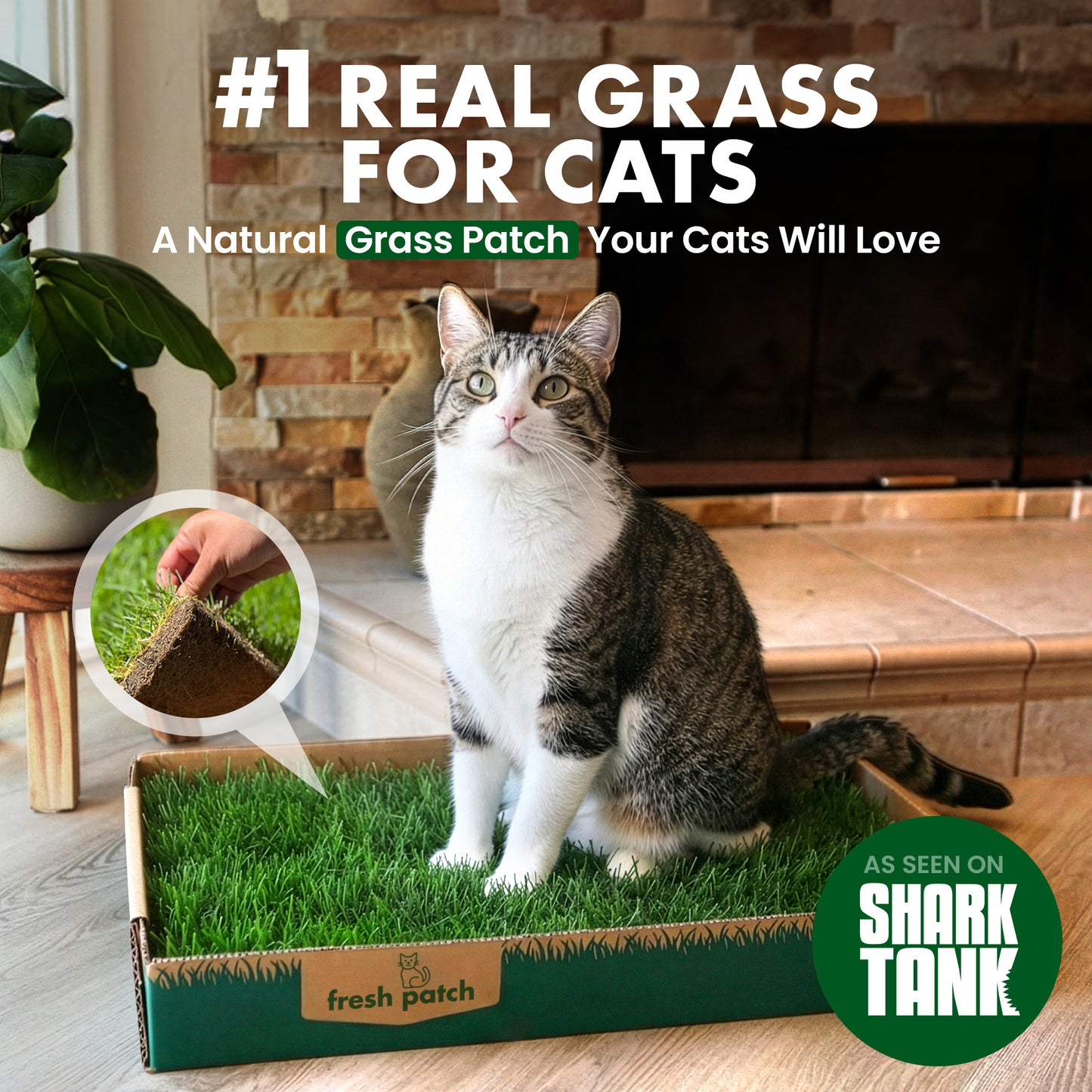 Cat sitting on a grass patch with text about real grass for cats and a Shark Tank logo.