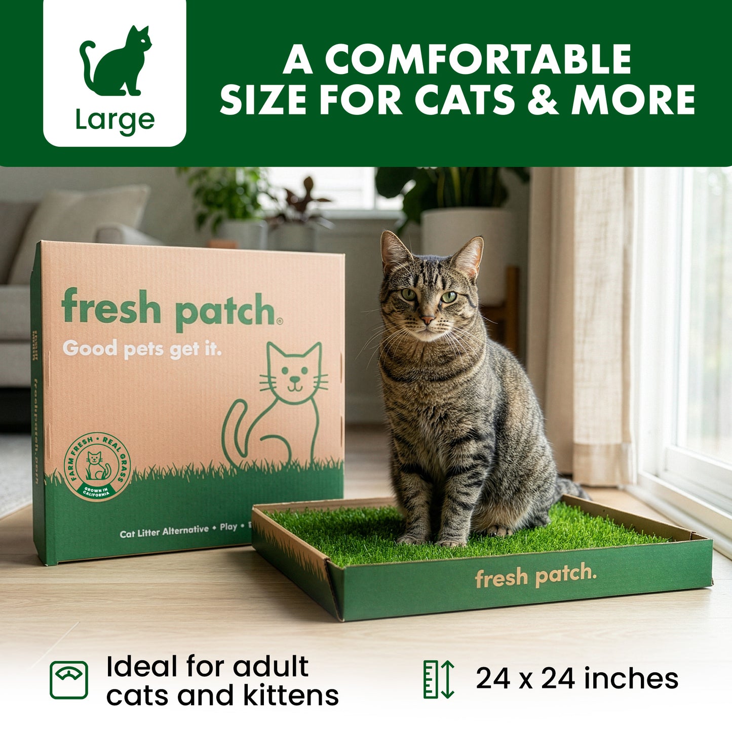 Cat sitting on a fresh patch product with packaging in a home setting