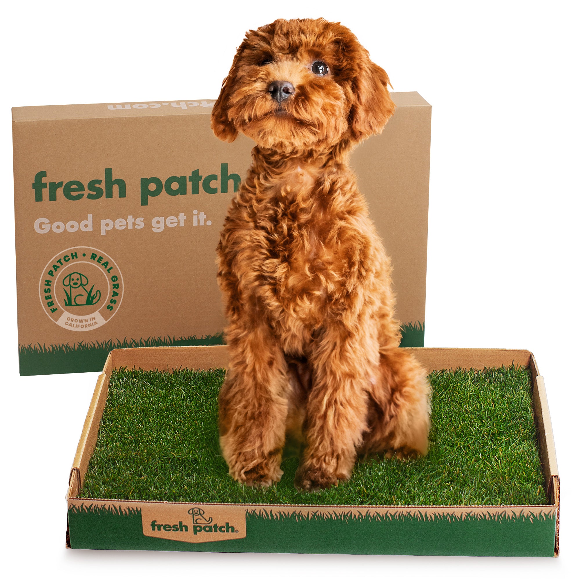 Dog sitting beside Fresh Patch real grass potty packaging