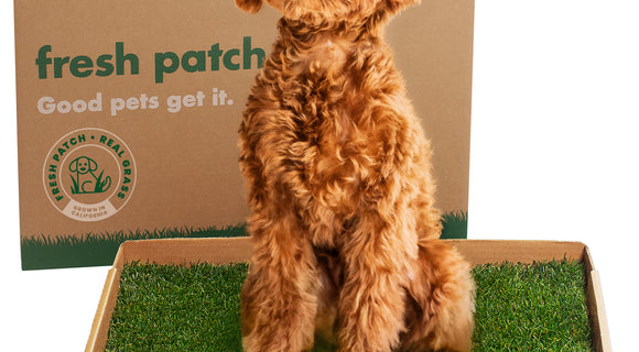 Fresh Patch (Standard)