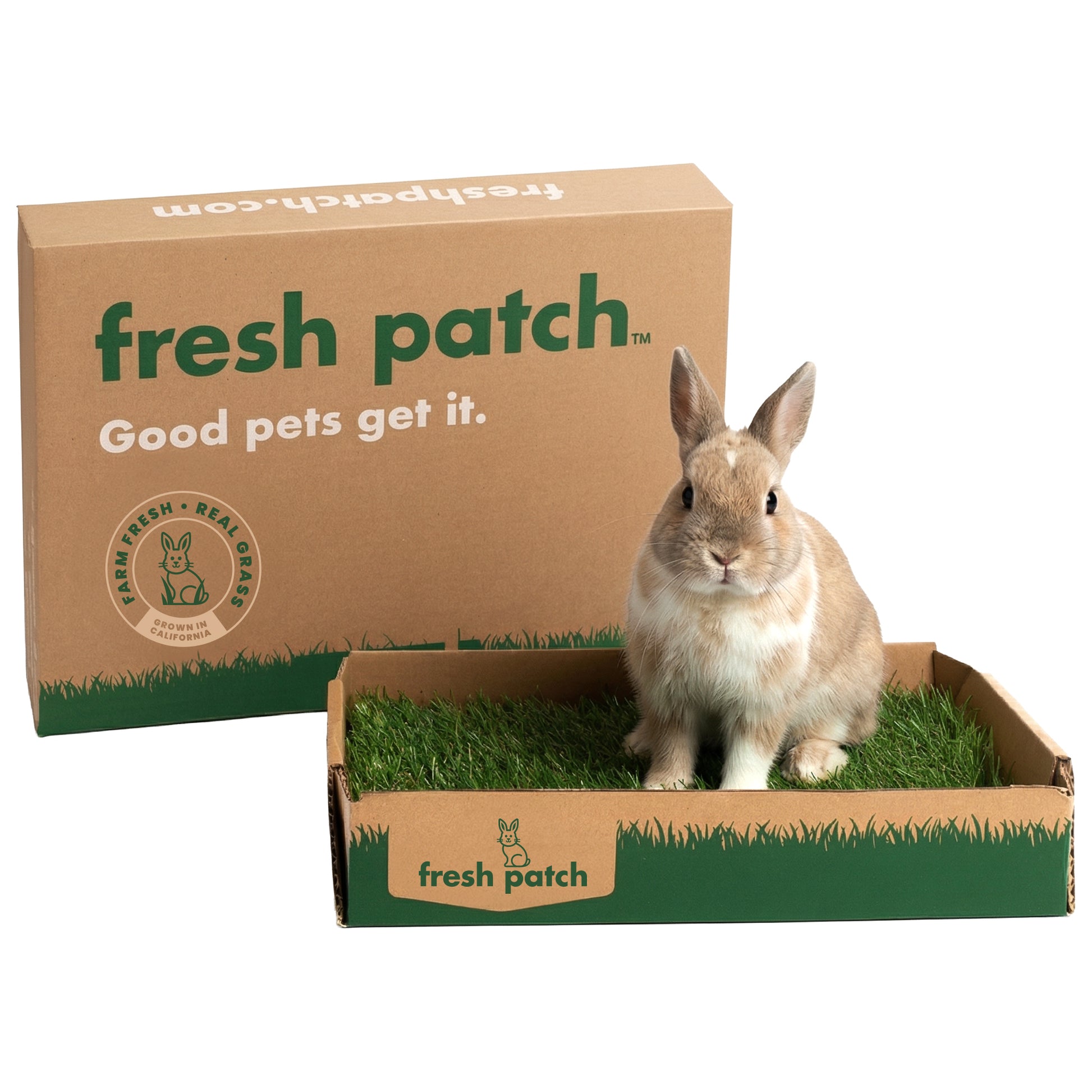 Rabbit sitting inside a box of fresh patch with the packaging in the background.