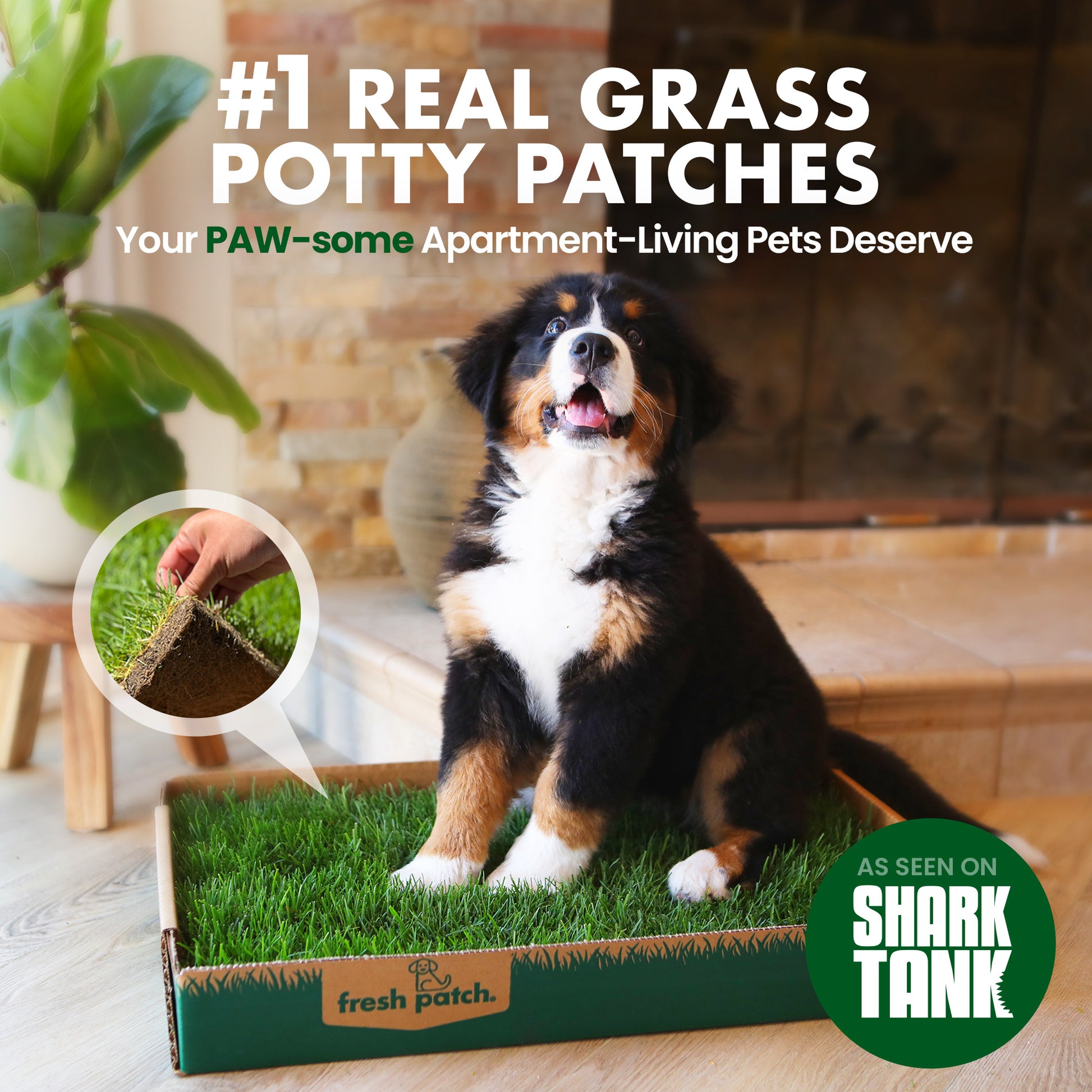 Dog sitting on a grass patch in a box with promotional text about real grass potty patches.