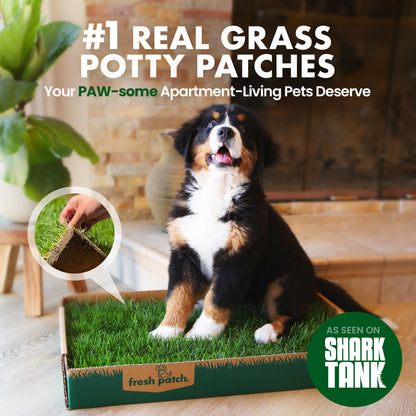 Dog sitting on a grass patch in a box with promotional text about real grass potty patches.