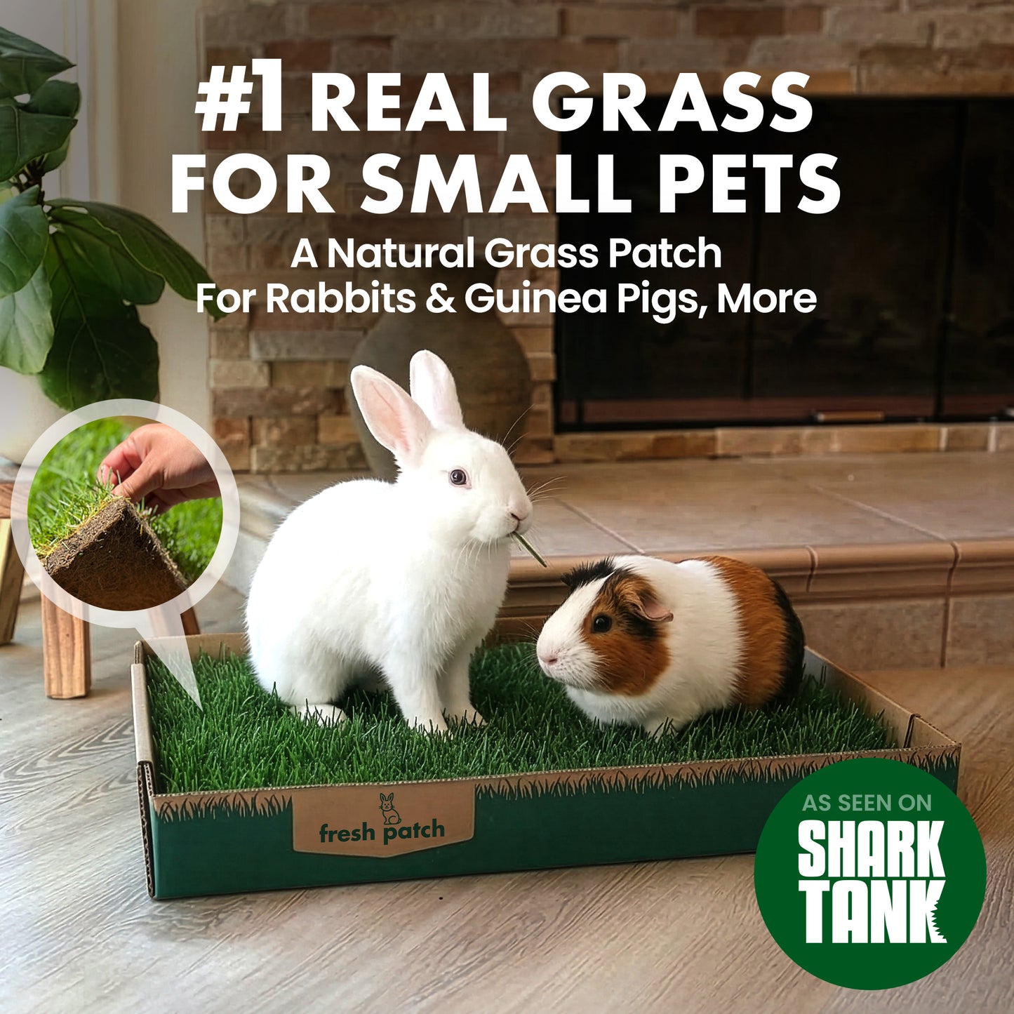 Small pet grass patch with a rabbit and guinea pig on a wooden floor, featuring 'Shark Tank' branding.