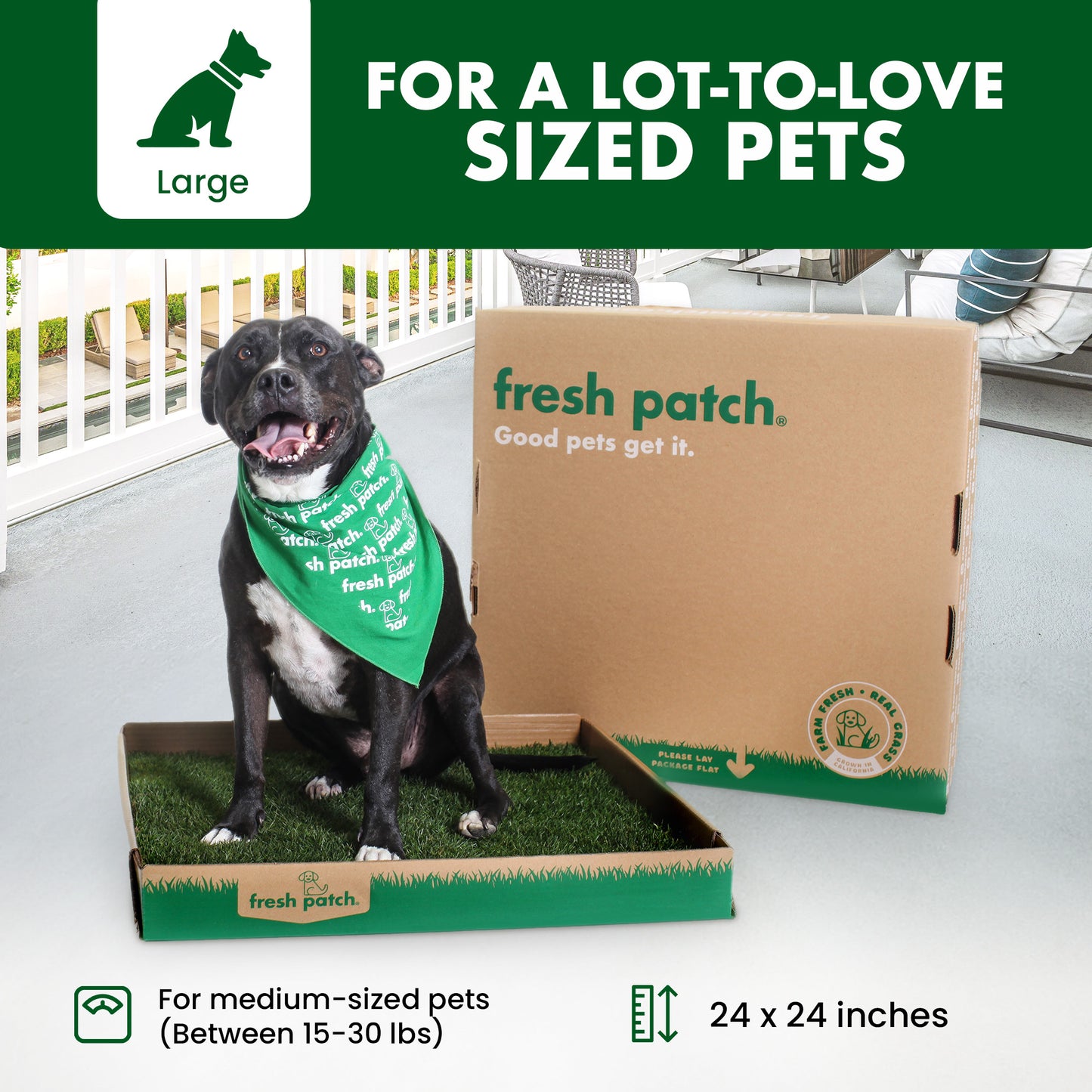 Dog wearing a green bandana sitting next to a fresh patch product box on a deck.