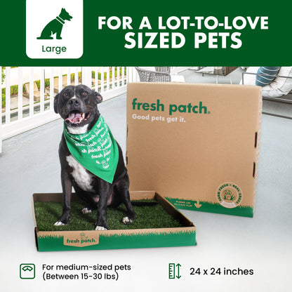 Dog wearing a green bandana sitting next to a fresh patch product box on a deck.