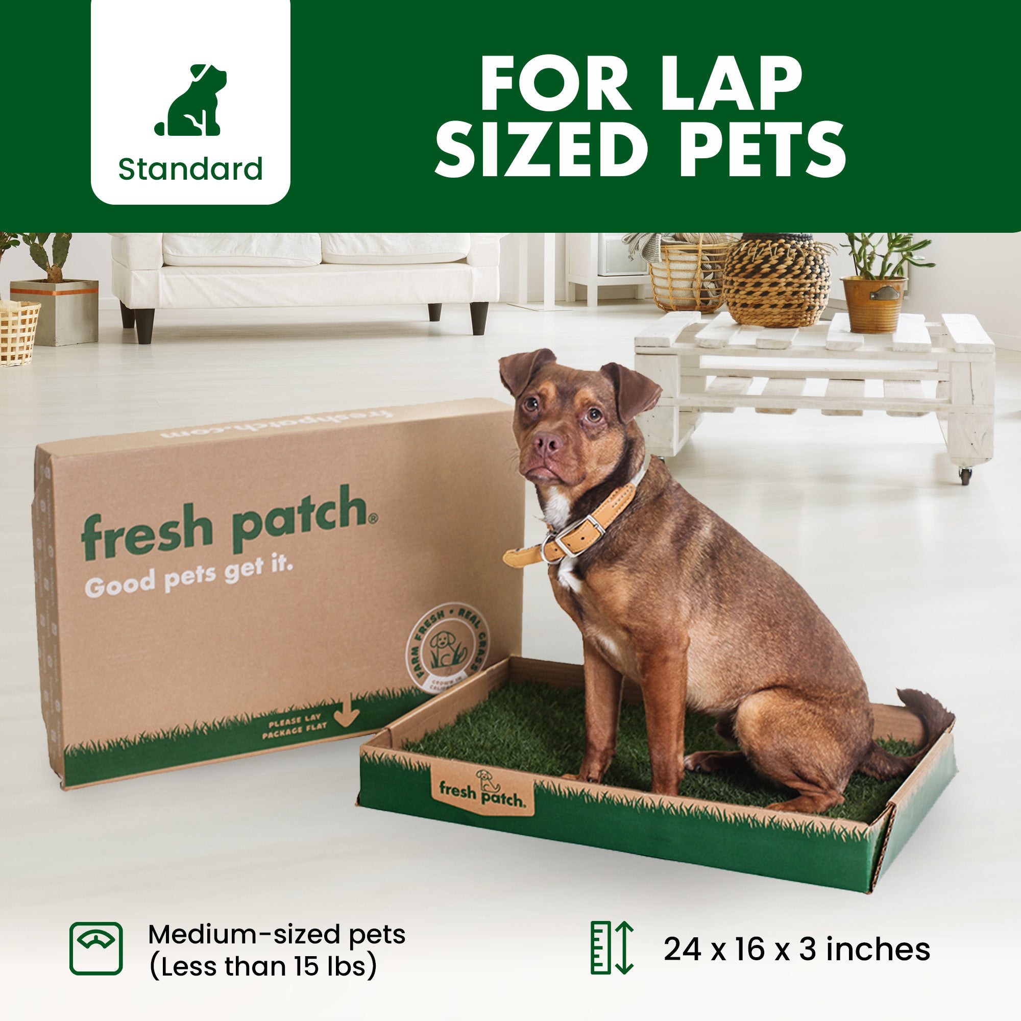 Fresh Patch real grass potty in a living room setting