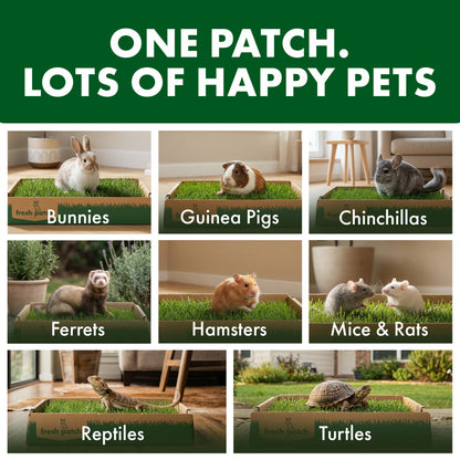 Collage of small animals in grass patches with text indicating types of pets.