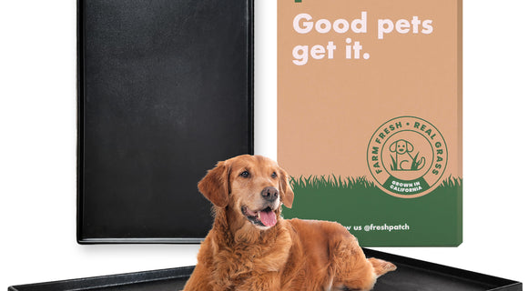 Plastic Tray (Fresh Patch XL)