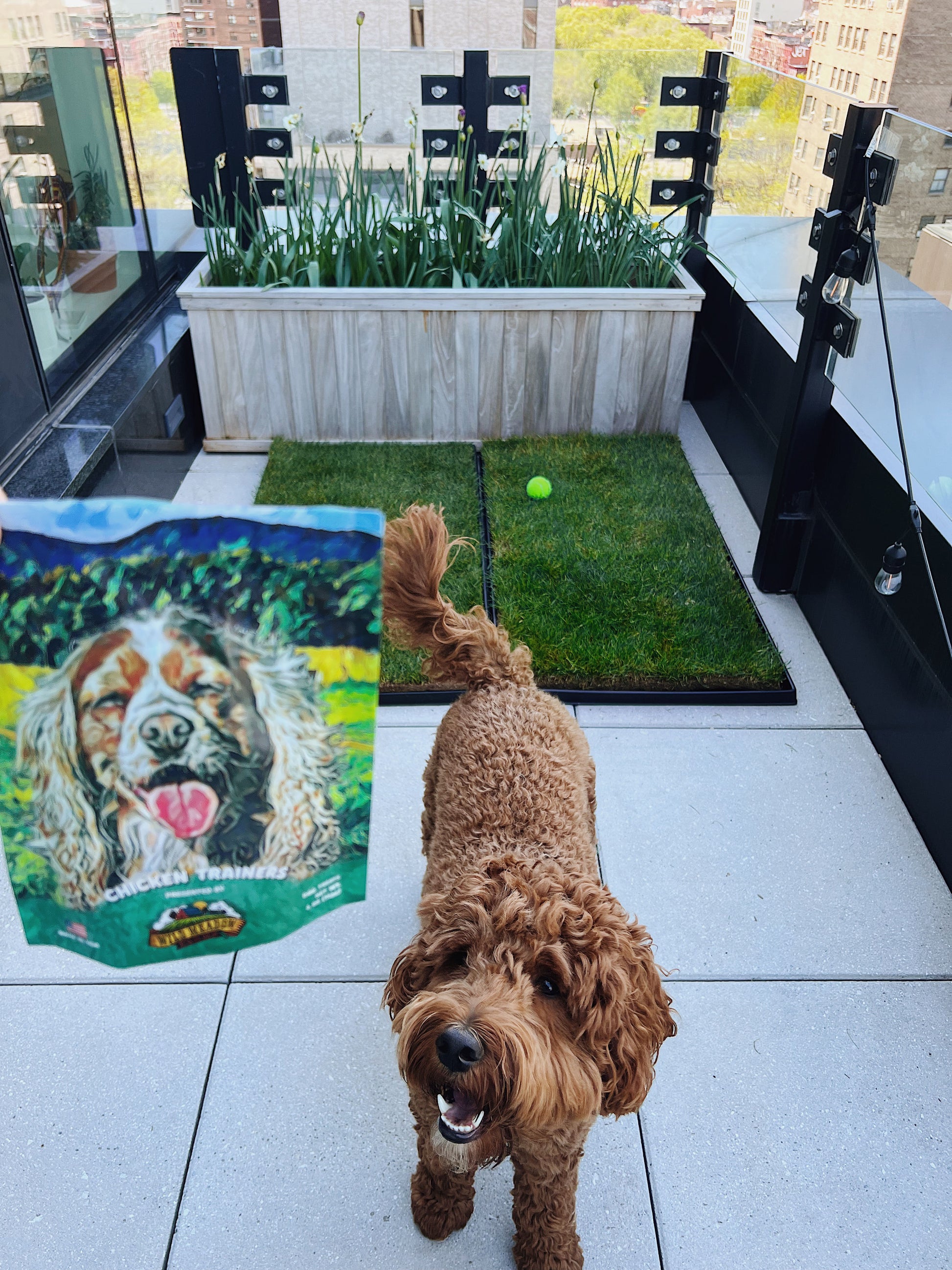 Golden Doodle with Fresh Patch Chicken Jerky Treats City View