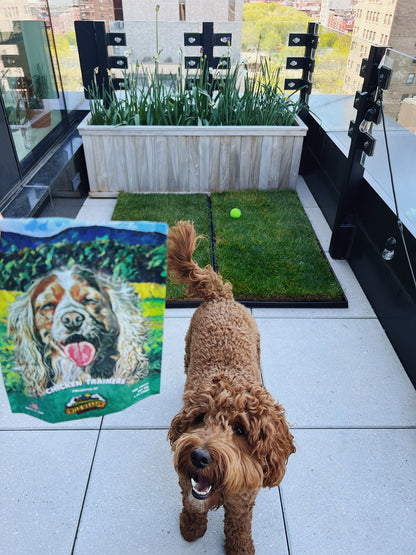 Golden Doodle with Fresh Patch Chicken Jerky Treats City View