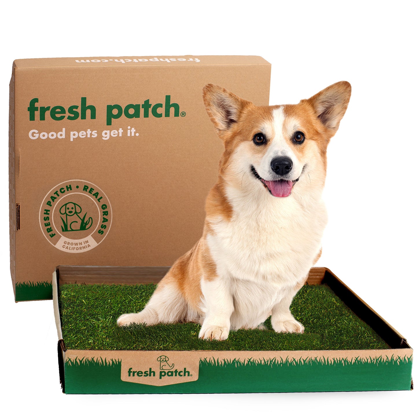 Dog sitting on a Fresh Patch product with packaging in the background
