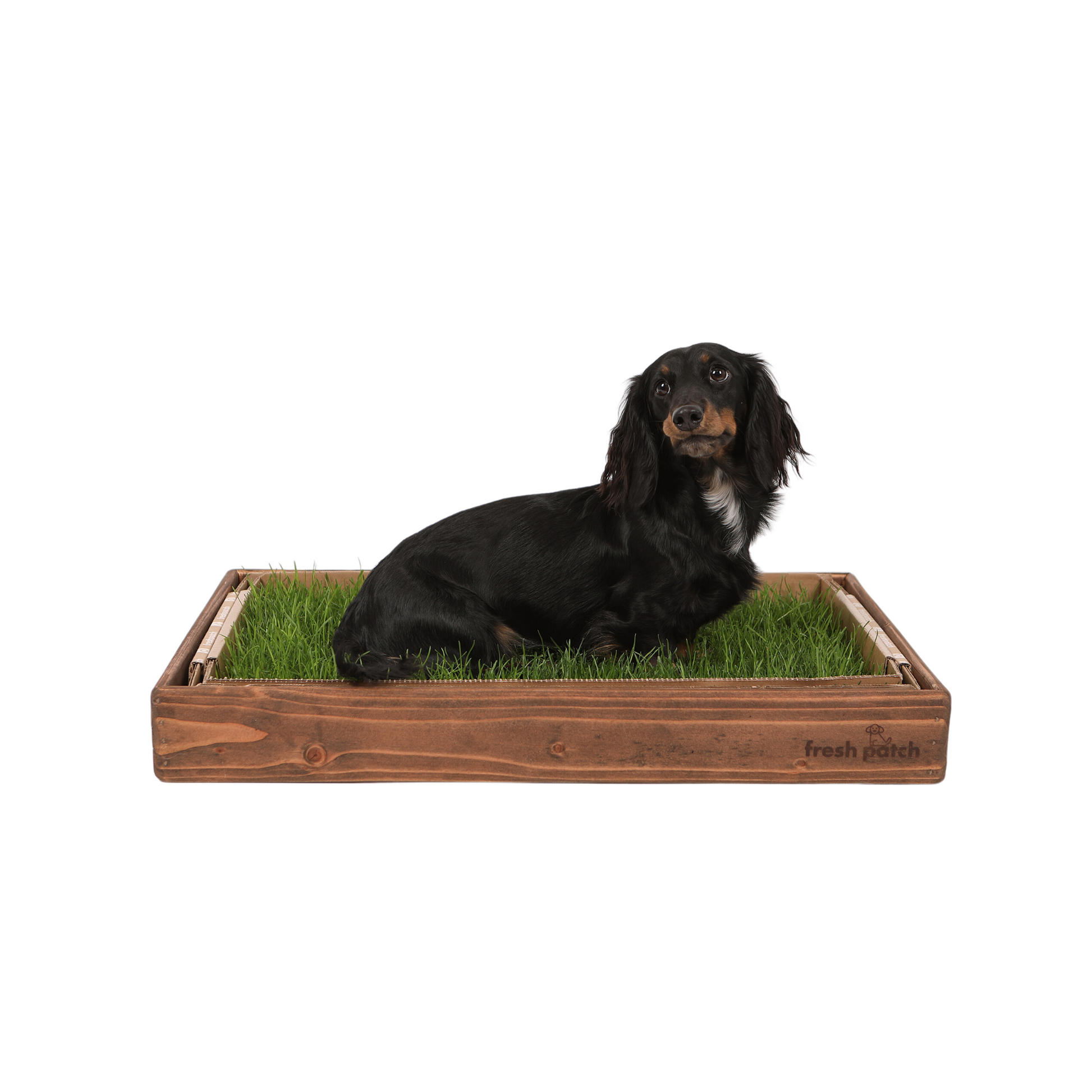 Mini Dachshund on Fresh Patch Standard Puppy Pack in Oak