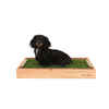 Long Haired Dachshund on a Grass Patch with Light Pine Wood Sleeve