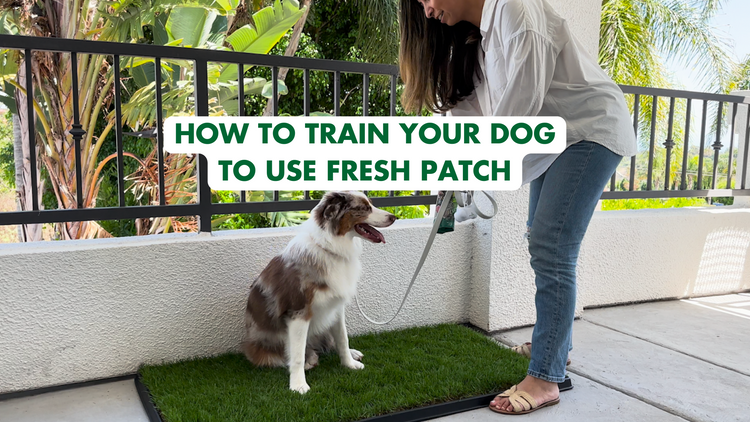 Tips for potty training a puppy - Fresh Patch doggie grass