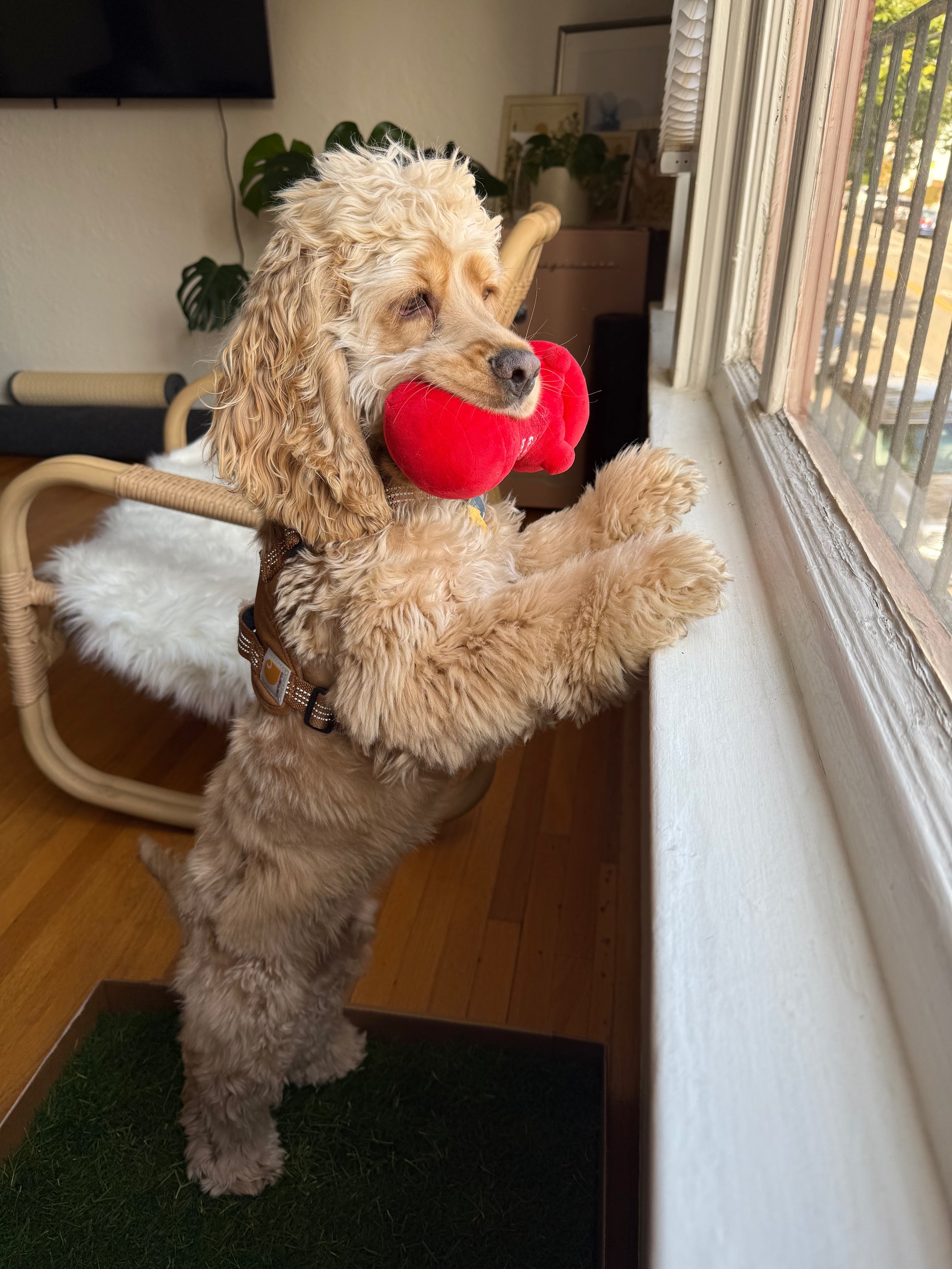 Dog holding a red fire hydrant plush toy while looking at window