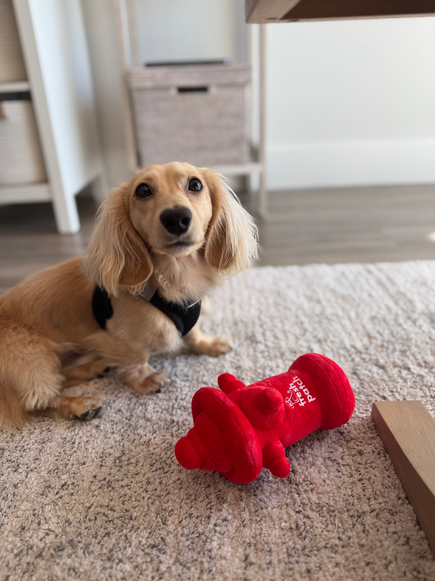 Dog sitting on a rug with a red fire hydrant plush toy next to it