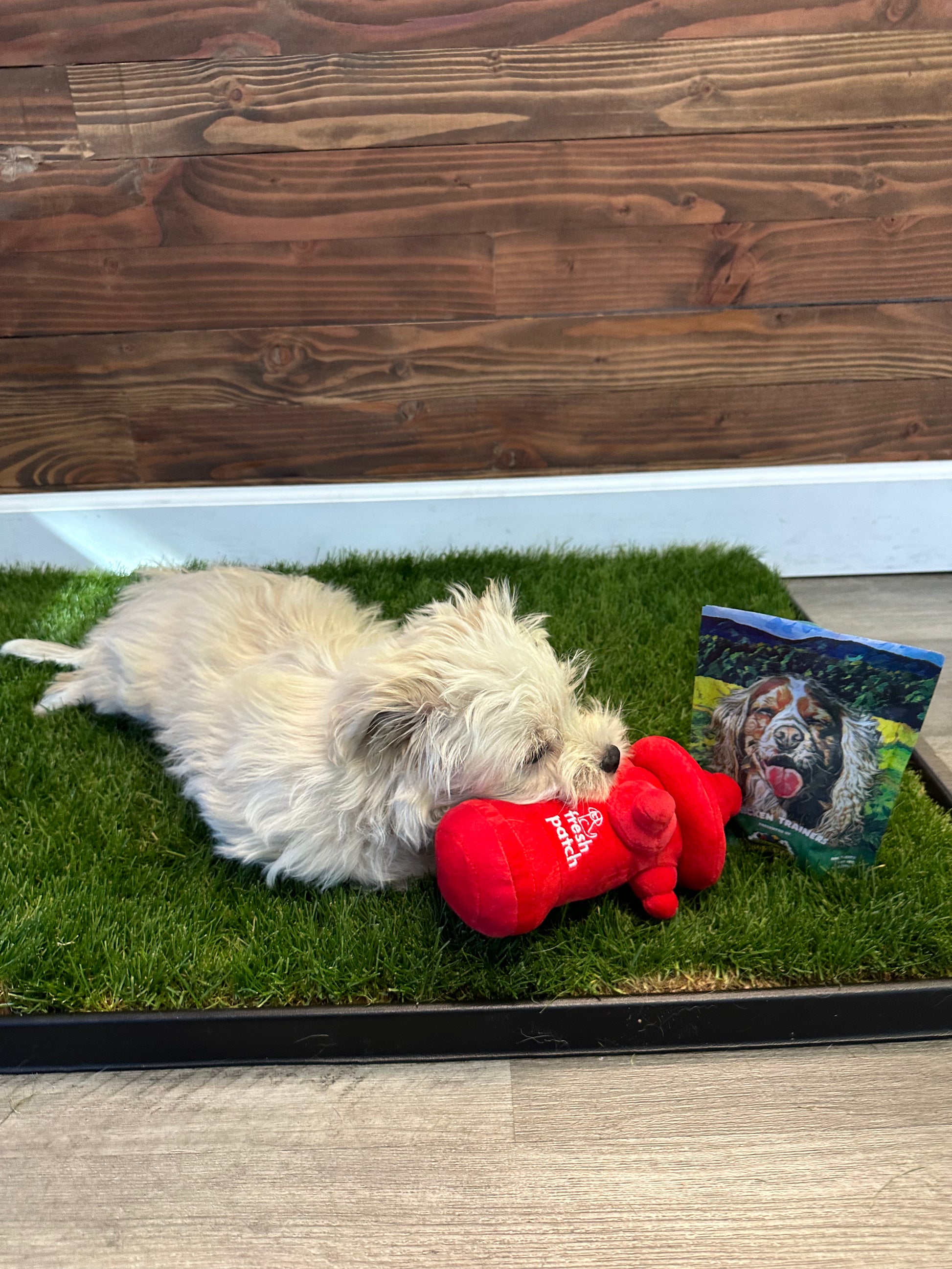 Dog lying on a patch of grass inside with a red fire hydrant plush toy and a bag of treats in front of a wooden wall.
