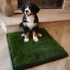 Bernese Mountain Dog Puppy on a Large Fresh Patch Grass Potty Pad on Wood Floors of Home