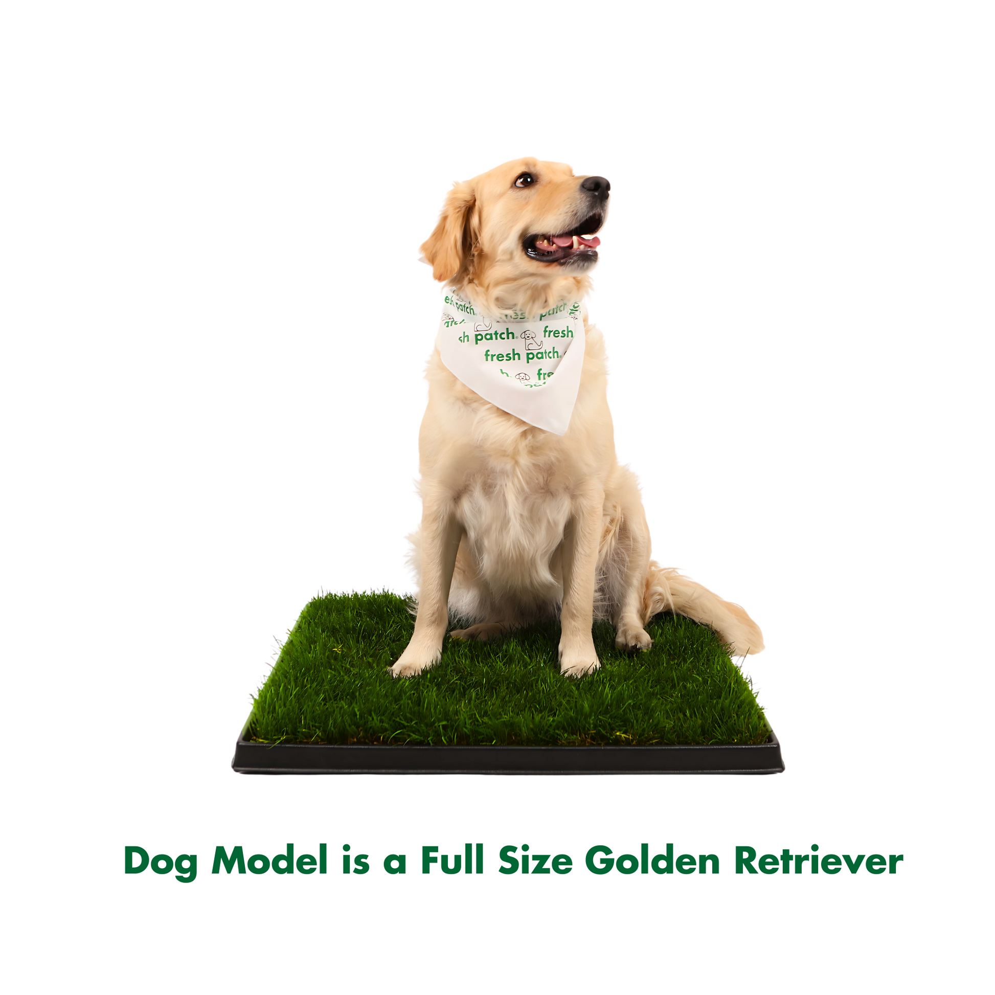 Dog model sitting on a grass-like pad with a bandana, on a white background with text below reading 'Dog Model is a Full Size Golden Retriever'
