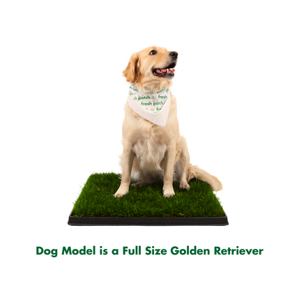 Dog model sitting on a grass-like pad with a bandana, on a white background with text below reading 'Dog Model is a Full Size Golden Retriever'