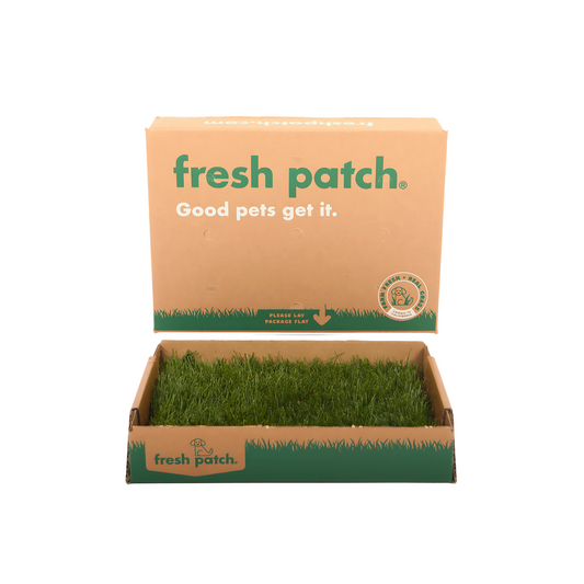 Box of fresh patch with green real grass  on a white background
