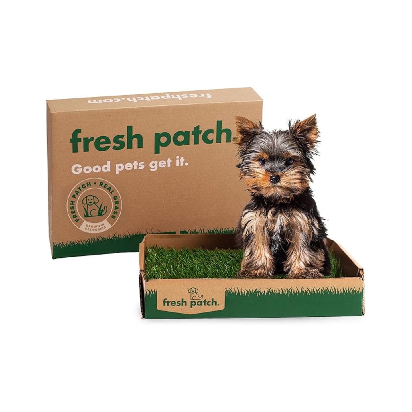 Dog sitting inside a cardboard box with 'fresh patch' branding on a white background