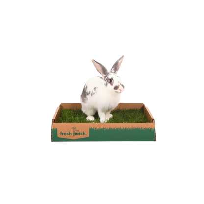 Rabbit standing on a box with real grass and 'fresh patch' branding.