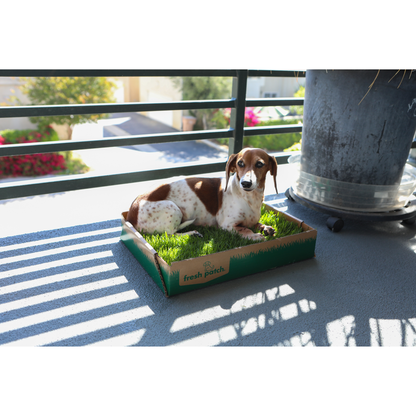 Dog lying on a cardboard box containing a real grass pad with a view of a balcony and garden.